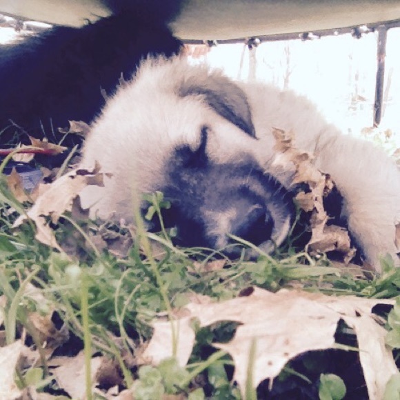 Meet your Posher, Shayla - Picture 1 of 1